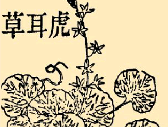 本草纲目·第八卷·草部·虎耳草原文是什么内容？