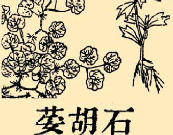 本草纲目·第八卷·草部·石胡荽具体内容是什么？