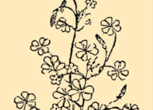 本草纲目·第八卷·草部·酢浆草原文是什么内容？
