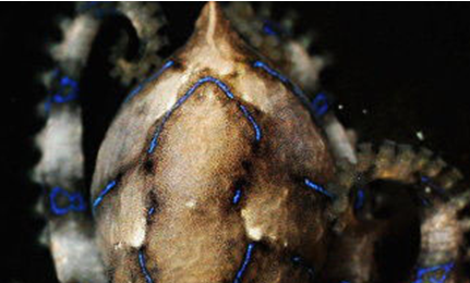 除了蓝环章鱼之外，海洋中还有哪些最毒的海洋生物？