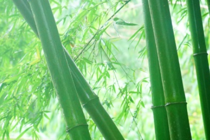 油竹长什么样子？都有哪些形态特征呢？