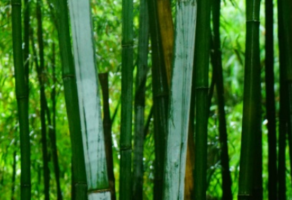 粉单竹属于什么品种？又有哪些生长的习性呢？