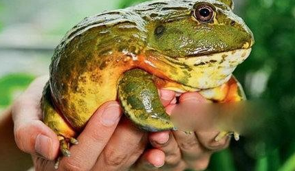 在自然界的生物中，非洲牛蛙有怎样的生活习性与特征？