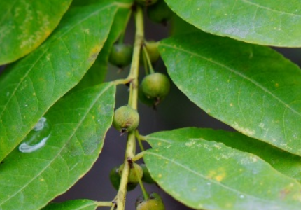 單子葉植物綱別 稱:一葉萩,狗杏條,花菷條,山掃條,老米飲,假金柑藤