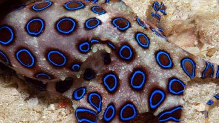蓝环章鱼的毒性有多强?竟是世界上毒性最强的章鱼