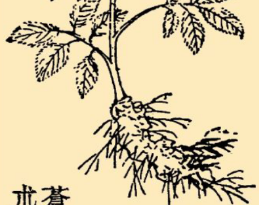 本草纲目·第八卷·草部·苍术原文是什么内容？
