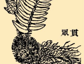 本草纲目·第八卷·草部·贯众原文是什么内容？