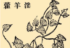 本草纲目·第八卷·草部·淫羊藿具体内容是什么？