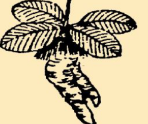 本草纲目·第八卷·草部·白头翁具体内容是什么？