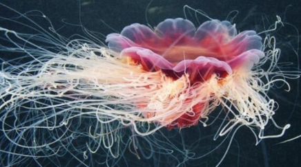 作为世界上最大的触手怪，北极霞水母是如何捕食的？