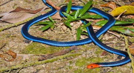 世界上最神秘莫测的蛇长什么样子？它们又栖息在哪里？