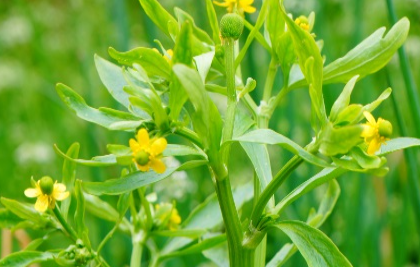 香芹长什么样子？都有哪些形态特征呢？