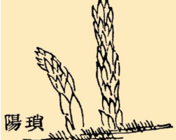 本草纲目·第八卷·草部·锁阳原文是什么内容？