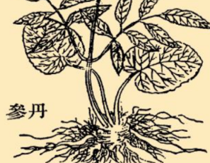 本草纲目·第八卷·草部·丹参具体内容是什么？