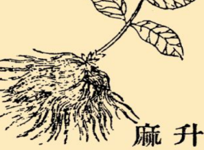 本草纲目·第八卷·草部·升麻具体内容是什么？