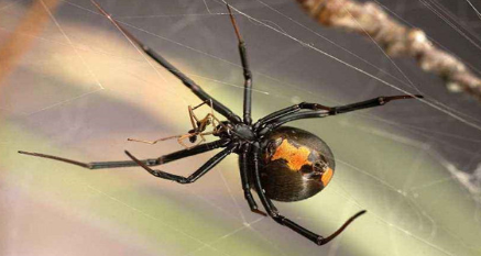 世界上最毒的蜘蛛是黑寡妇，人们该如何科学饲养它？