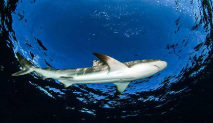 牛鲨有没有什么特长？为何是世界上最好斗的鲨鱼？