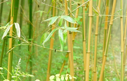 金明竹属于什么品种？又有哪些生长的习性呢？