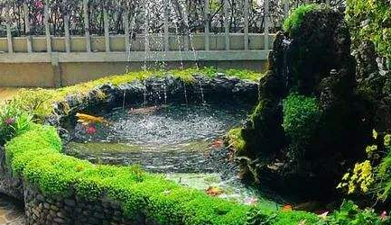 如果室外的锦鲤池出现绿藻，可以怎么对锦鲤池进行清理？