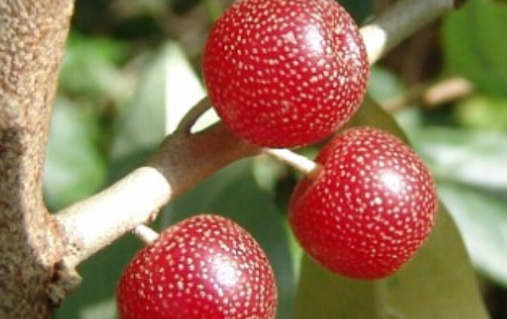 胡颓子长什么样子？都有哪些形态特征呢？