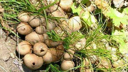 在自然界的植物中，被誉为“催泪弹”的马勃菌可以吃吗？