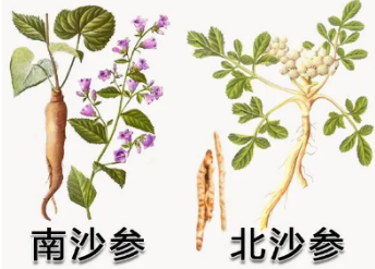 本草纲目·第八卷·草部·沙参原文是什么内容？