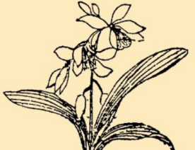 本草纲目·第八卷·草部·白及原文是什么内容？