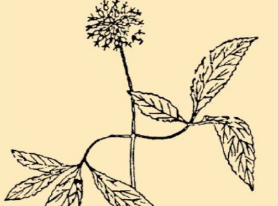 本草纲目·第八卷·草部·三七具体内容是什么？