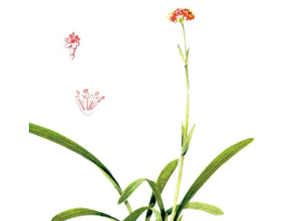 本草纲目·第八卷·草部·甘松香具体内容是什么？