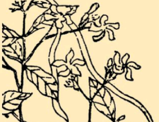 本草纲目·第八卷·草部·白花藤具体内容是什么？