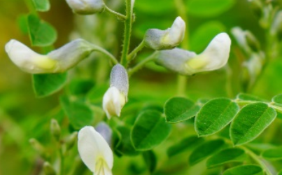 白刺花长什么样子？都有哪些形态特征呢？
