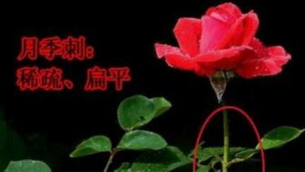 月季和玫瑰为什么容易混淆？名字在英文里都是rose