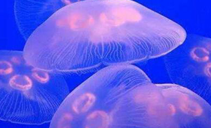 淡水水母究竟有多稀有？可以说是生物界的“元老”存在