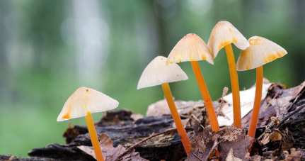 世界上最小的蘑菇是小喷蘑菇，它与食用蘑菇有何不同？