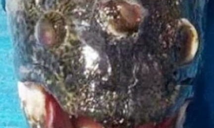 在自然界的所有生物中，有哪些动物的长相非常奇特？
