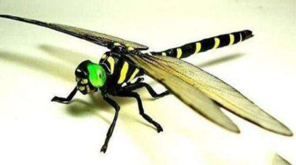 世界上捕杀率最高的蜻蜓叫什么名字？它们会伤害人类吗？