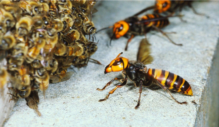世界上最可怕的毒蜂叫什么名字？它们是怎么出现的？