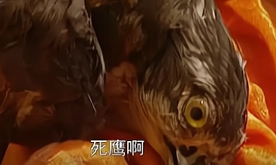 康熙时期的毙鹰事件是皇帝的自导自演吗？