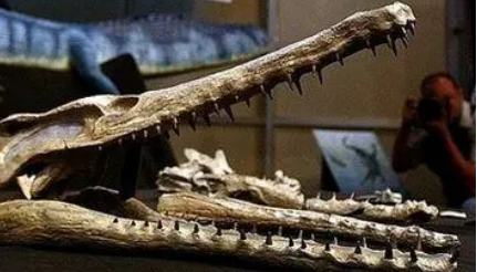 美国发现地球上最大头骨化石