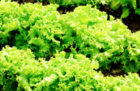 生菜长什么样子？都有哪些形态特征呢？