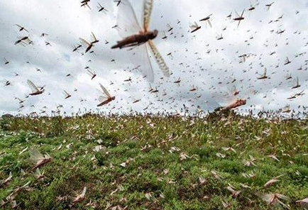 唐朝出现蝗灾时李世民为什么要生吃蝗虫 李世民这是在作秀吗