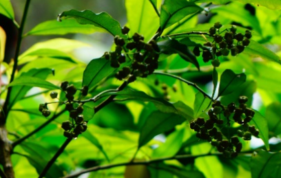罗伞树长什么样子？都有哪些形态特征呢？
