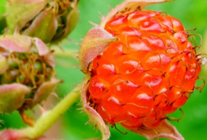 茅莓长什么样子？都有哪些形态特征呢？