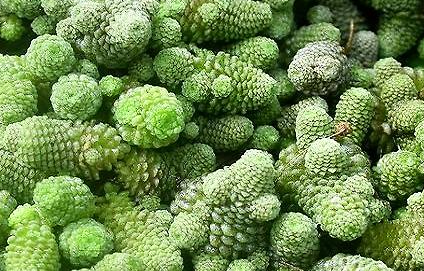 魔南景天有哪些形态特征？需要如何养护呢？