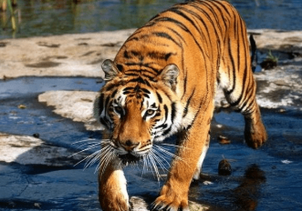 古人为什么管老虎叫&ldquo;大虫&rdquo;？