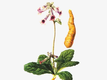 本草纲目·第三卷·百病主治·虚损原文是什么内容？