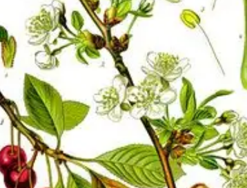 本草纲目·第四卷·水部·夏冰具体内容是什么？