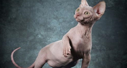 作为世界上最具个性的猫，无毛猫是真的没有毛吗？
