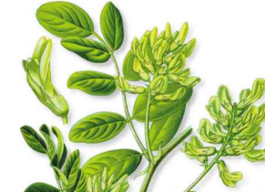 本草纲目·第八卷·草部·黄耆原文是什么内容？
