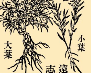 本草纲目·第八卷·草部·远志原文是什么内容？